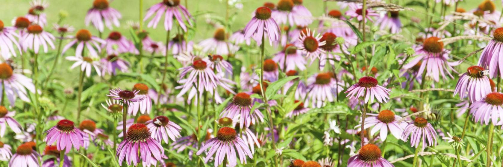 Jardin de la Tolérance